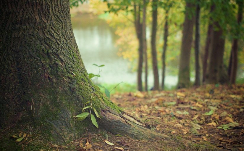 Przepiękny oraz {zadbany zieleniec to nie lada wyzwanie, przede wszystkim jak jego pielęgnacją zajmujemy się sami.